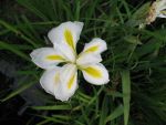 iris-ensata