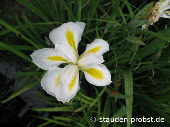 Iris ensata - Japanische Schwertlilie