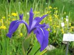 iris-laevigata