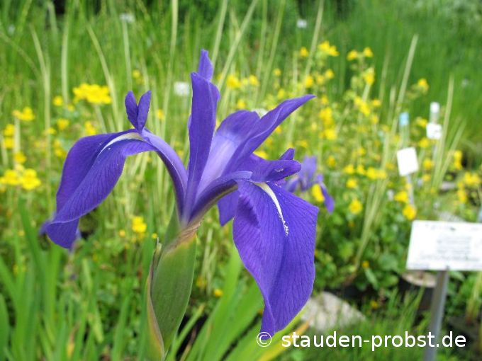 Iris laevigata - Wasserschwertlilie