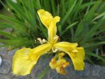 iris-pseudacorus