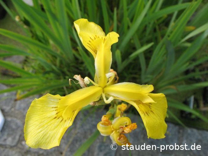 Iris pseudacorus - Sumpfschwertlilie