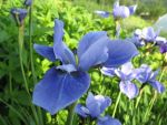 iris-sibirica-baikal-2