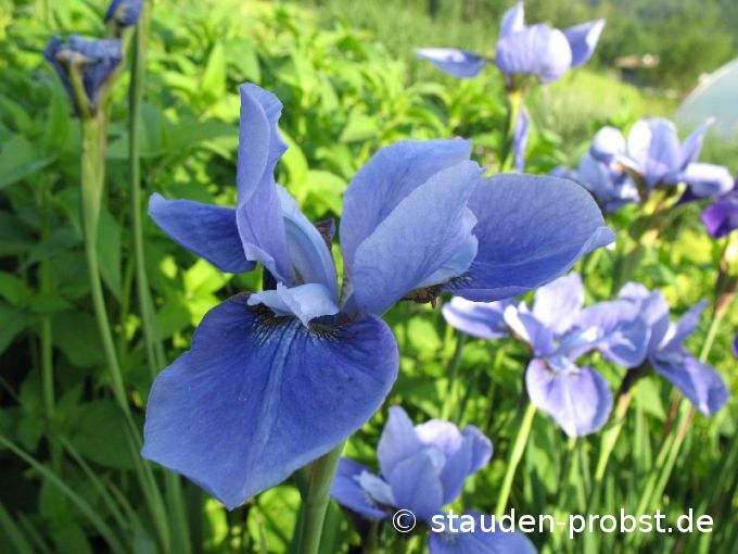 Iris sibirica 'Baikal' - Sibirische Schwertlilie