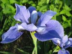iris-sibirica-baikal