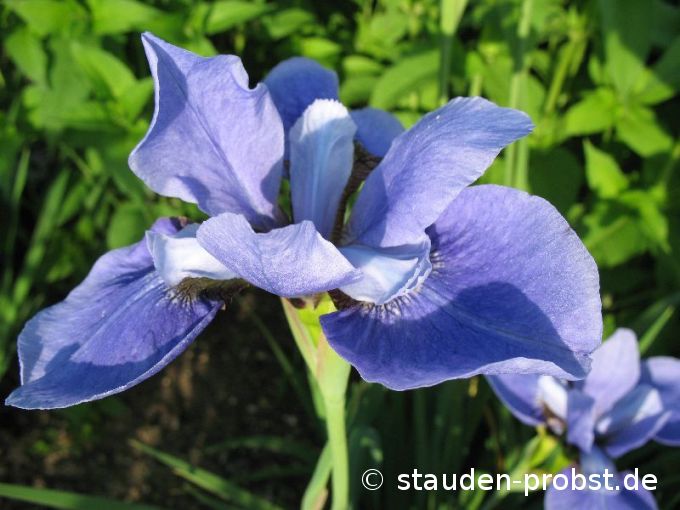 Iris sibirica 'Baikal' - Sibirische Schwertlilie