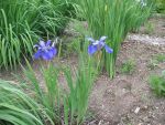 iris-sibirica-blue-moon-2