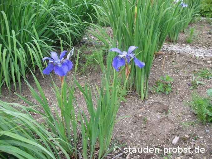 Iris sibirica 'Blue Moon' - Sibirische Schwertlilie