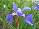 iris-sibirica-blue-moon