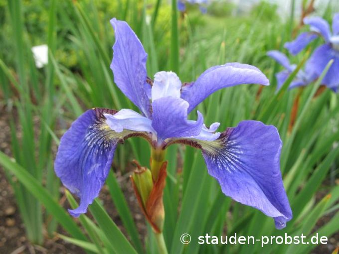 Iris sibirica 'Blue Moon' - Sibirische Schwertlilie