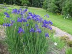 iris-sibirica-bodensee-2