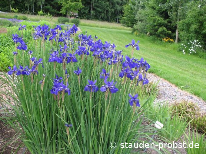 Iris sibirica 'Bodensee' - Sibirische Schwertlilie
