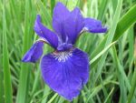 iris-sibirica-bodensee