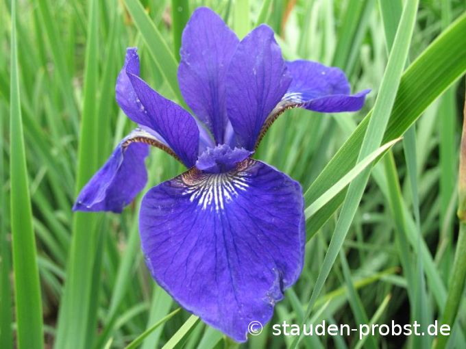 Iris sibirica 'Bodensee' - Sibirische Schwertlilie