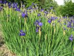 iris-sibirica-caesars-brother-2