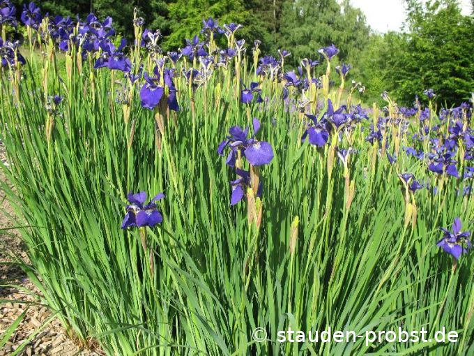 Iris sibirica 'Caesar's Brother' - Sibirische Schwertlilie