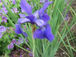 iris-sibirica-caesars-brother