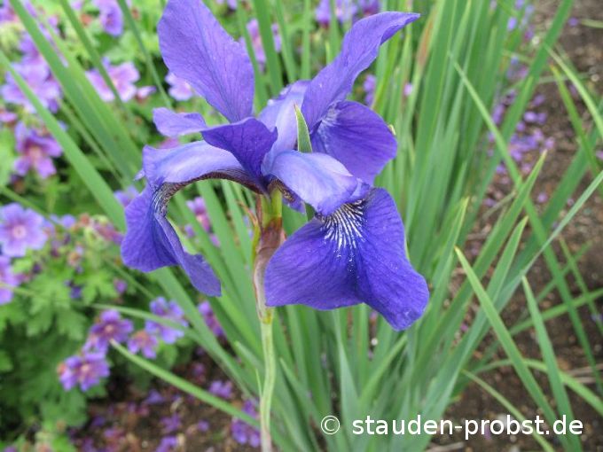 Iris sibirica 'Caesar's Brother' - Sibirische Schwertlilie