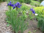 iris-sibirica-cleve-dodge-2