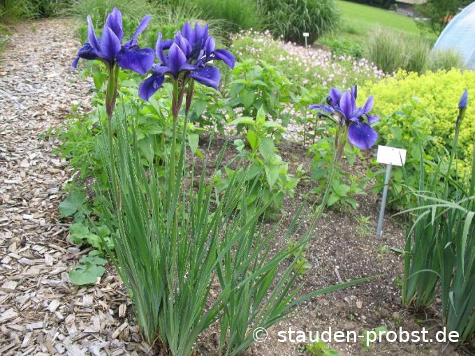 Iris sibirica 'Cleve Dodge' - Sibirische Schwertlilie
