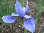 iris-sibirica-cleve-dodge