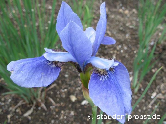 Iris sibirica 'Cleve Dodge' - Sibirische Schwertlilie