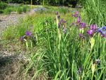 iris-sibirica-ewen-2