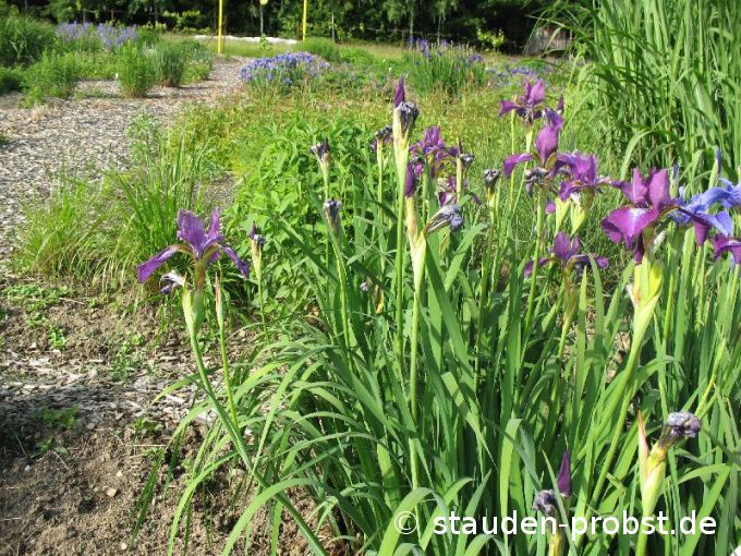 Iris sibirica 'Ewen' - Sibirische Schwertlilie