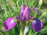 iris-sibirica-ewen