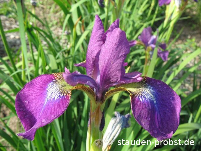 Iris sibirica 'Ewen' - Sibirische Schwertlilie