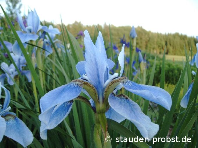 Iris sibirica 'Harpswell Halleluja' - Sibirische Schwertlilie