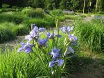iris-sibirica-jenissei-2