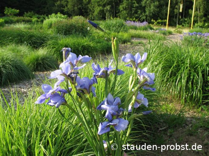 Iris sibirica 'Jenissei' - Sibirische Schwertlilie