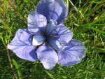 iris-sibirica-jenissei