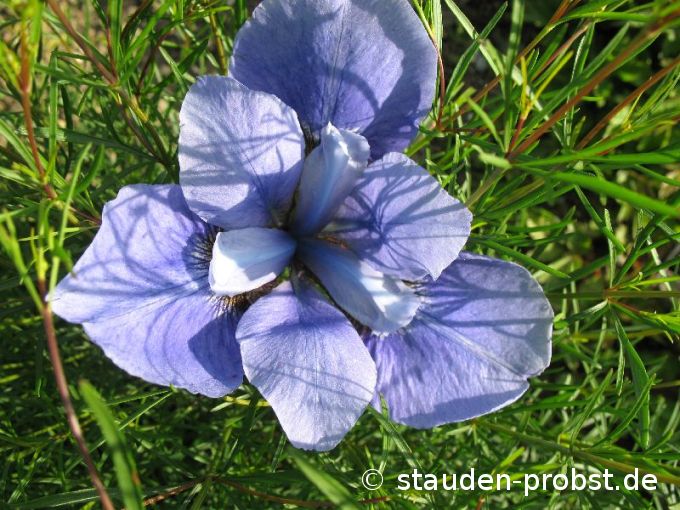 Iris sibirica 'Jenissei' - Sibirische Schwertlilie