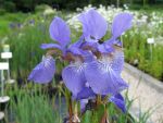 iris-sibirica-lena-2