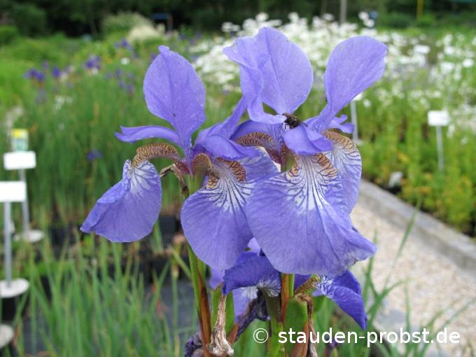 Iris sibirica 'Lena' - Sibirische Schwertlilie