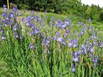 iris-sibirica-lena-3