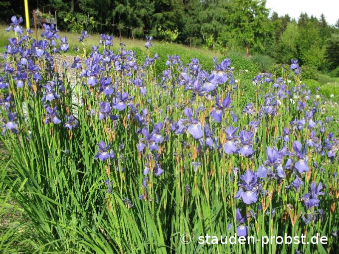 Iris sibirica 'Lena' - Sibirische Schwertlilie