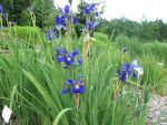 iris-sibirica-libelle-2