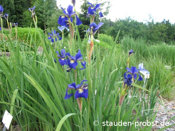 Iris sibirica 'Libelle' - Sibirische Schwertlilie