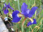iris-sibirica-libelle