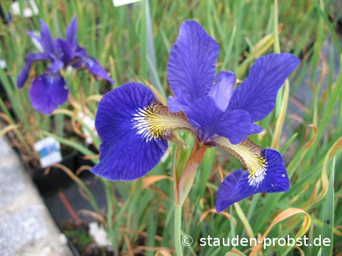 Iris sibirica 'Libelle' - Sibirische Schwertlilie