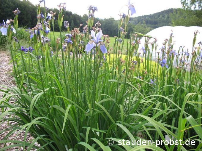 Iris sibirica 'My Love' - Sibirische Schwertlilie