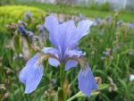 iris-sibirica-my-love