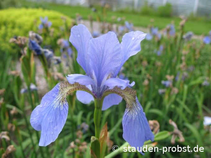 Iris sibirica 'My Love' - Sibirische Schwertlilie