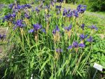 iris-sibirica-niklas-sea-2