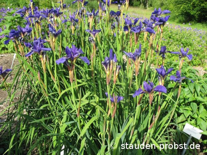 Iris sibirica 'Niklas Sea' - Sibirische Schwertlilie