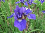 iris-sibirica-niklas-sea