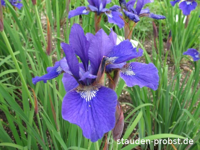 Iris sibirica 'Niklas Sea' - Sibirische Schwertlilie